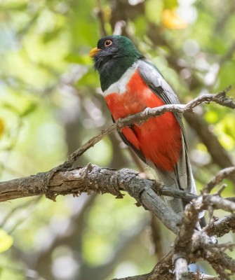 Coppery-tailed Trogon, Birding Arizona, Bird Watching Arizona, Naturalist Journeys, Wildlife Tour, Wildlife Photography, Ecotourism, Specialty Birds, Endemic Birds, Birding Hotspot, Sky Islands, Saguaro National Park