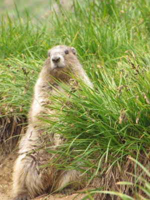 Olympic Marmot, Pacific Northwest, Olympic Peninsula, Olympic National Park, Washington, Naturalist Journeys 