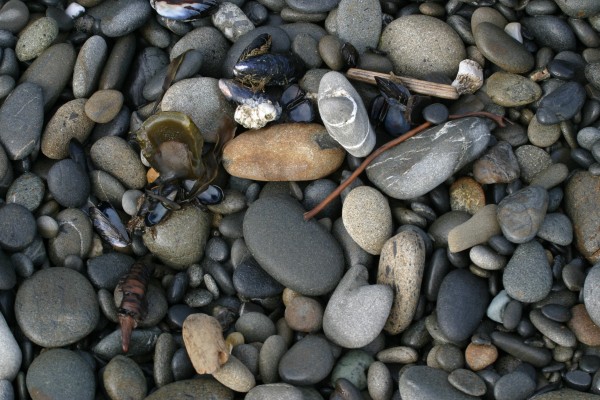 Pacific Northwest, Olympic Peninsula, Olympic National Park, Washington, Naturalist Journeys 