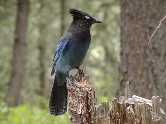 Steller's Jay, Pacific Northwest, Olympic Peninsula, Olympic National Park, Washington, Naturalist Journeys 