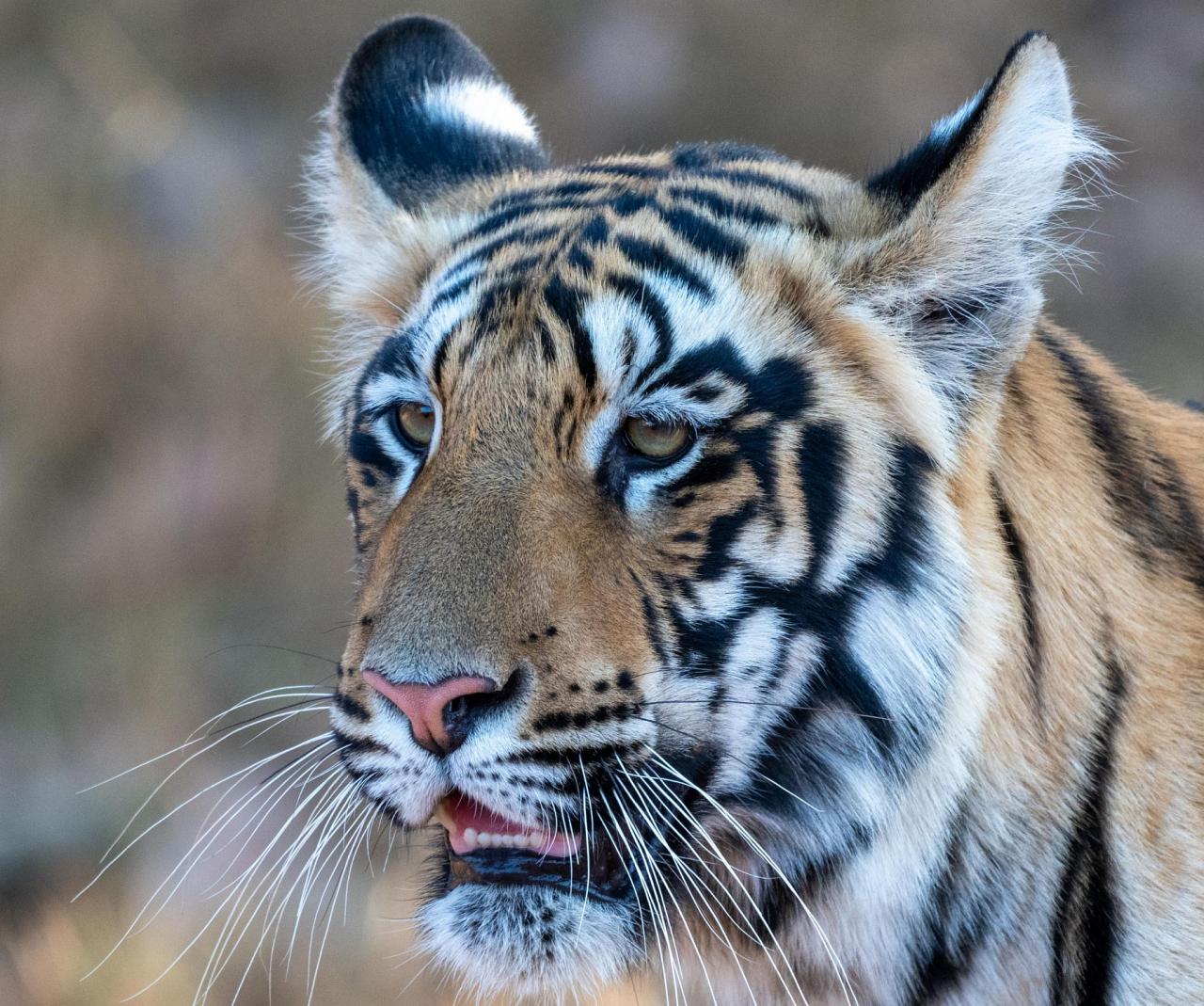 Birding India, Bird watching Asia, India Nature Tour, Big Cats in India, Naturalist Journeys, Wildlife Tour, Wildlife Photography, Ecotourism, Specialty Birds, Birding Hotspot, Tiger Reserve, Snow Leopards