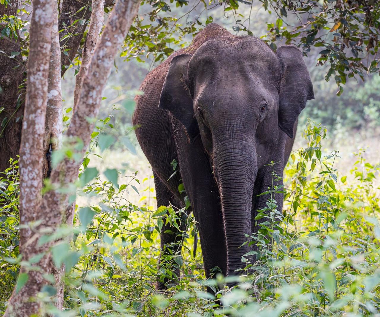 Birding India, Bird watching Asia, India Nature Tour, Big Cats in India, Naturalist Journeys, Wildlife Tour, Wildlife Photography, Ecotourism, Specialty Birds, Birding Hotspot, Tiger Reserve, Snow Leopards