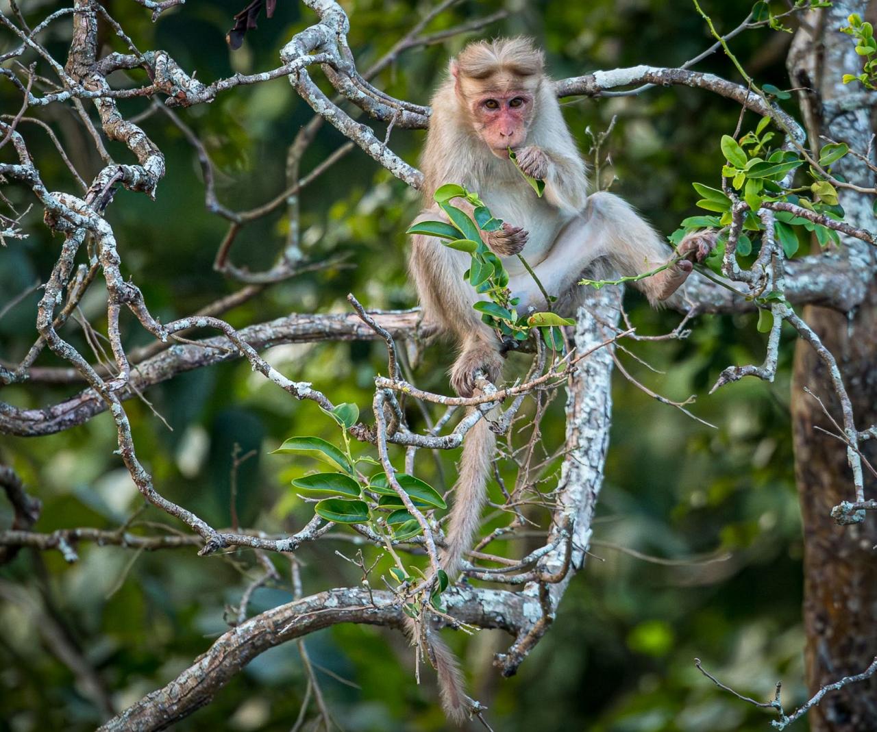 Birding India, Bird watching Asia, India Nature Tour, Big Cats in India, Naturalist Journeys, Wildlife Tour, Wildlife Photography, Ecotourism, Specialty Birds, Birding Hotspot, Tiger Reserve, Snow Leopards