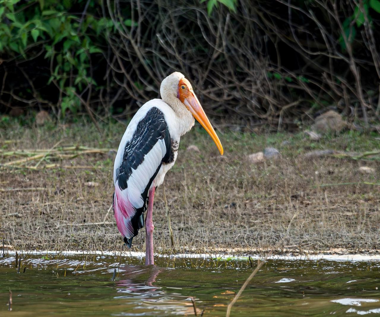 Birding India, Bird watching Asia, India Nature Tour, Big Cats in India, Naturalist Journeys, Wildlife Tour, Wildlife Photography, Ecotourism, Specialty Birds, Birding Hotspot, Tiger Reserve, Snow Leopards