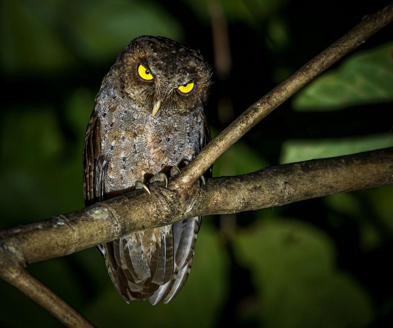 Birding India, Bird watching Asia, India Nature Tour, Big Cats in India, Naturalist Journeys, Wildlife Tour, Wildlife Photography, Ecotourism, Specialty Birds, Birding Hotspot, Tiger Reserve, Snow Leopards
