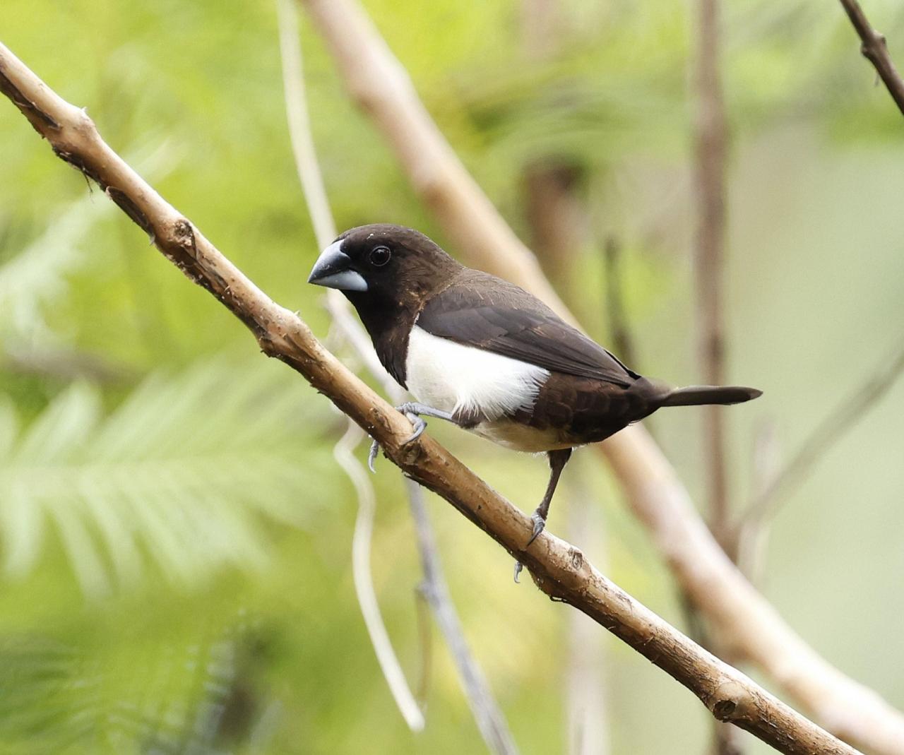 Birding India, Bird watching Asia, India Nature Tour, Big Cats in India, Naturalist Journeys, Wildlife Tour, Wildlife Photography, Ecotourism, Specialty Birds, Birding Hotspot, Tiger Reserve, Snow Leopards