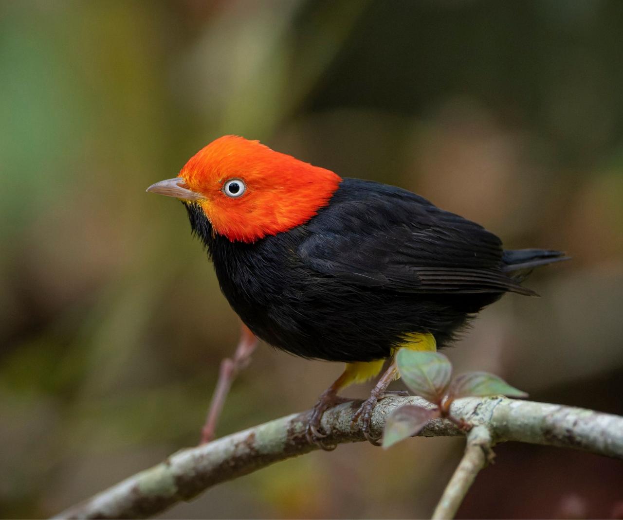 Birding Panama, Bird watching Panama, Panama Nature Tour, Naturalist Journeys, Wildlife Tour, Wildlife Photography, Ecotourism, Specialty Birds, Birding Hotspot