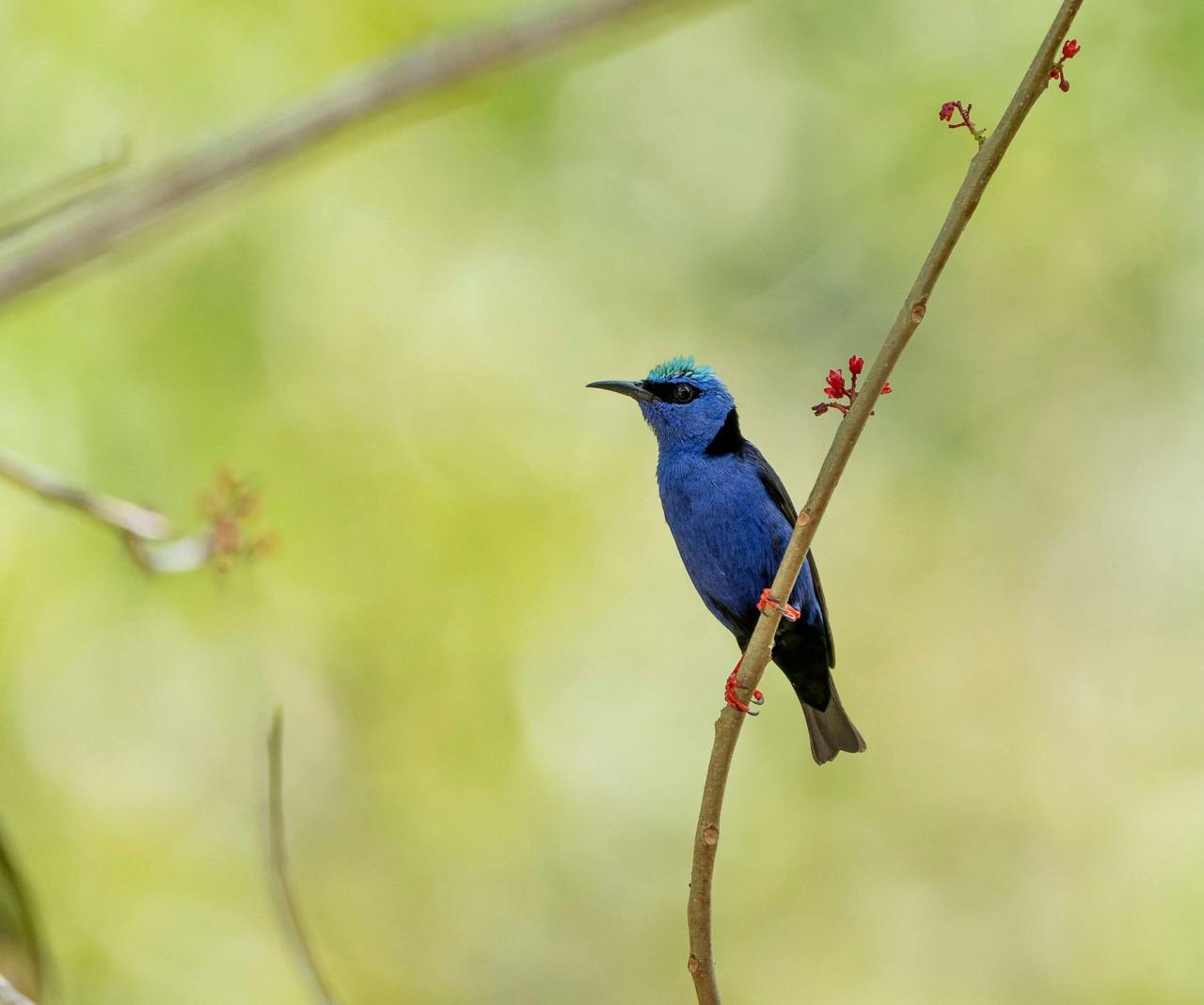 Birding Panama, Bird watching Panama, Panama Nature Tour, Naturalist Journeys, Wildlife Tour, Wildlife Photography, Ecotourism, Specialty Birds, Birding Hotspot