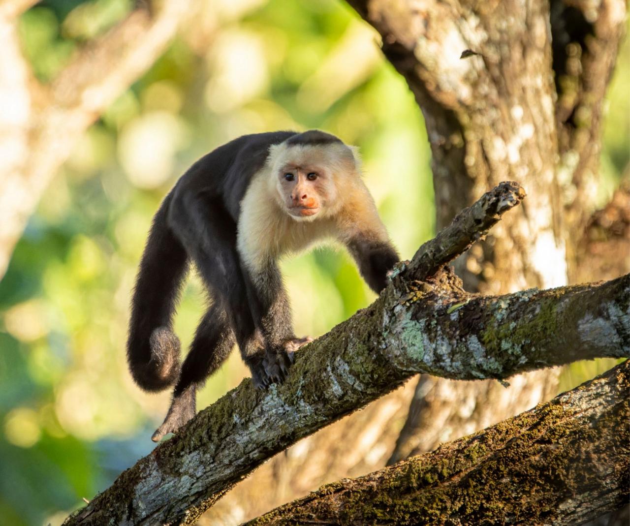 Birding Panama, Bird watching Panama, Panama Nature Tour, Naturalist Journeys, Wildlife Tour, Wildlife Photography, Ecotourism, Specialty Birds, Birding Hotspot