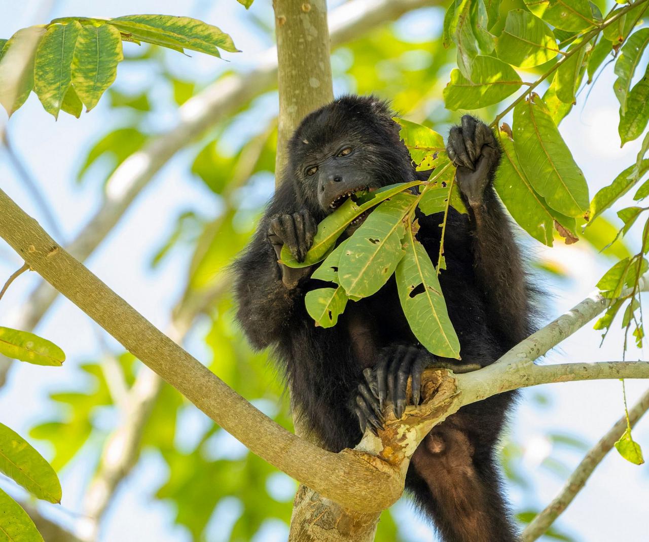 Birding Panama, Bird watching Panama, Panama Nature Tour, Naturalist Journeys, Wildlife Tour, Wildlife Photography, Ecotourism, Specialty Birds, Birding Hotspot