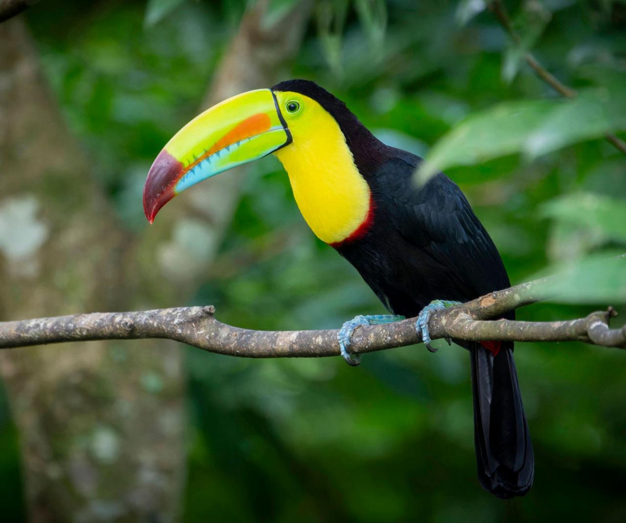 Birding Panama, Bird watching Panama, Panama Nature Tour, Naturalist Journeys, Wildlife Tour, Wildlife Photography, Ecotourism, Specialty Birds, Birding Hotspot