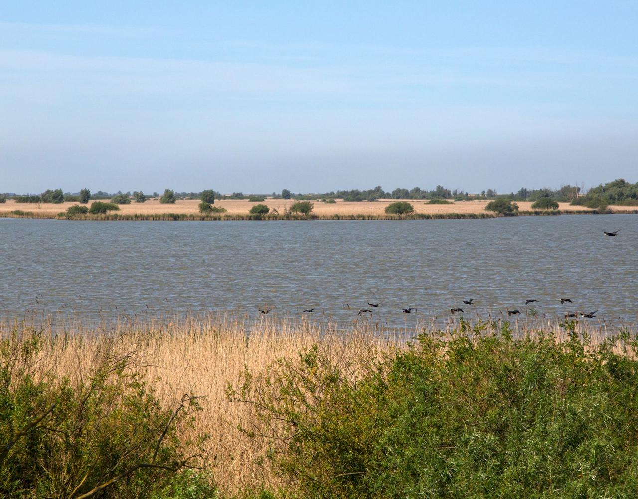 Birding Belgium, Bird Watching the Netherlands, European Birds, Naturalist Journeys, Wildlife Tour, Wildlife Photography, Ecotourism, Specialty Birds