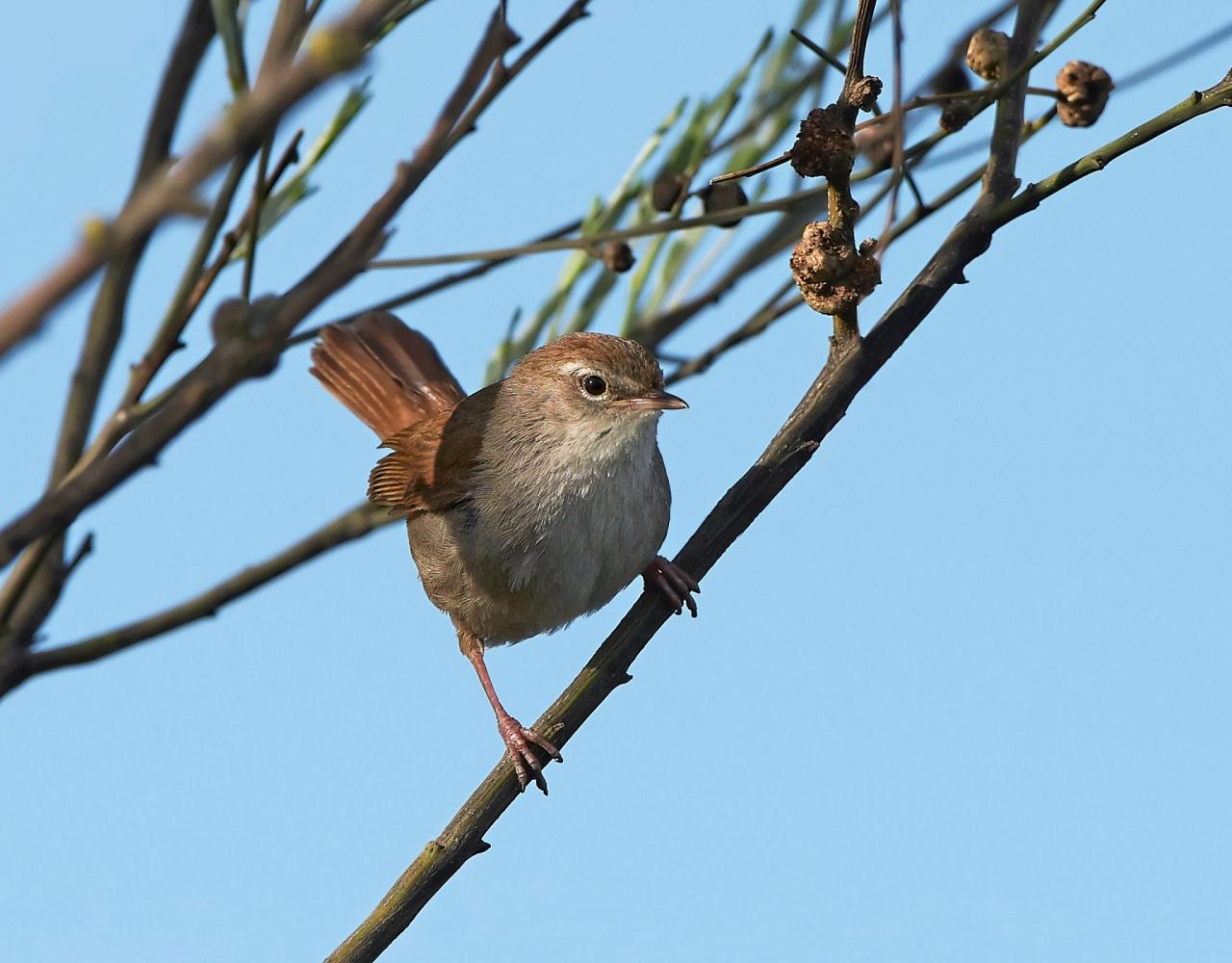 Birding Belgium, Bird Watching the Netherlands, European Birds, Naturalist Journeys, Wildlife Tour, Wildlife Photography, Ecotourism, Specialty Birds