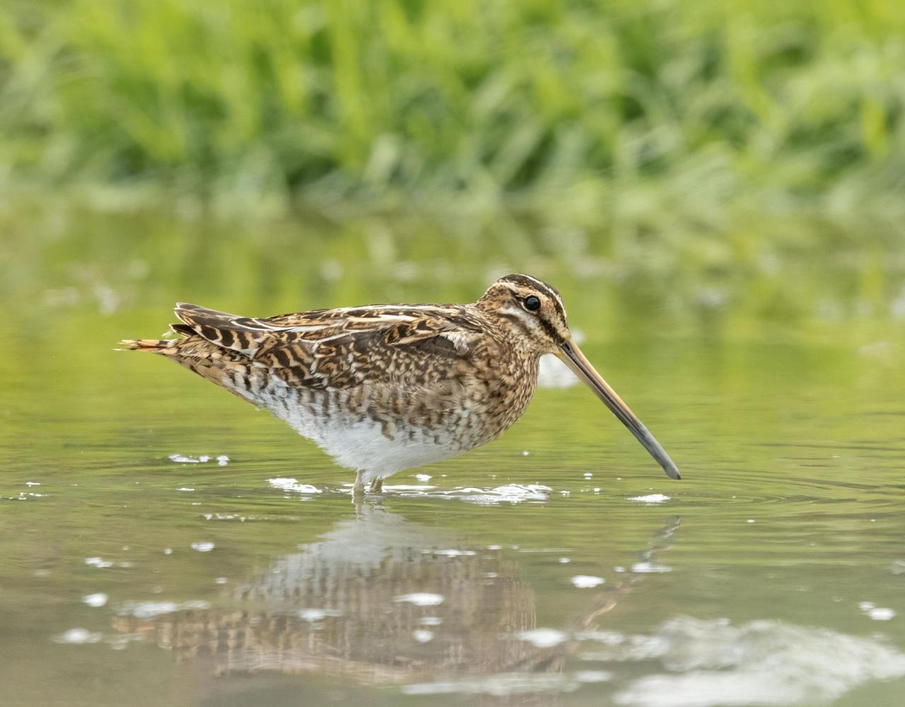 Birding Belgium, Bird Watching the Netherlands, European Birds, Naturalist Journeys, Wildlife Tour, Wildlife Photography, Ecotourism, Specialty Birds