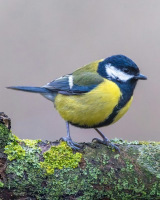 Birding Belgium, Bird Watching the Netherlands, European Birds, Naturalist Journeys, Wildlife Tour, Wildlife Photography, Ecotourism, Specialty Birds