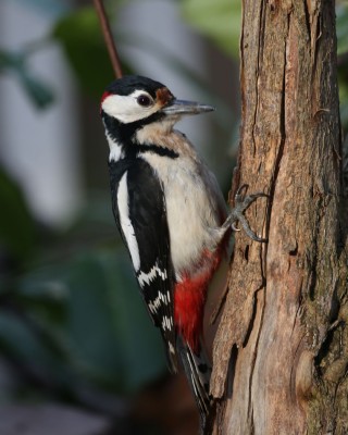 Birding Belgium, Bird Watching the Netherlands, European Birds, Naturalist Journeys, Wildlife Tour, Wildlife Photography, Ecotourism, Specialty Birds