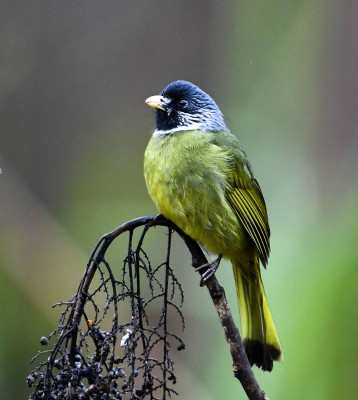 Birding China, Bird Watching China, Asia Birds, Naturalist Journeys, Wildlife Tour, Wildlife Photography, Ecotourism, Specialty Birds, Endemic Birds, Birding Hotspot, Migration, Sichuan Basin