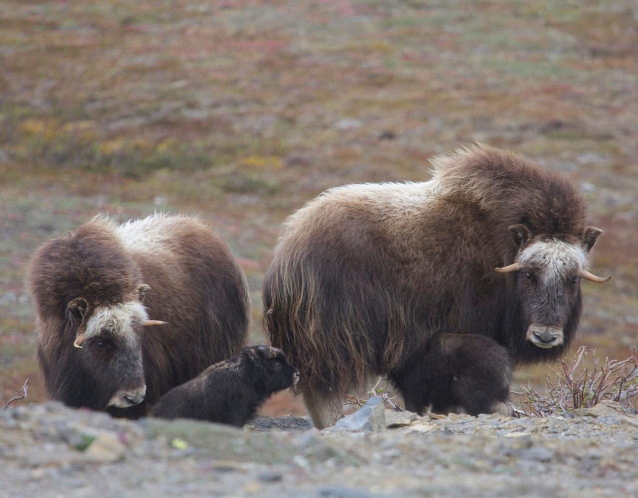 Birding Alaska, Bird Watching Alaska, Birding North America, Naturalist Journeys, Wildlife Tour, Wildlife Photography, Ecotourism, Specialty Birds, Endemic Birds, Birding Hotspot, Whale Watching