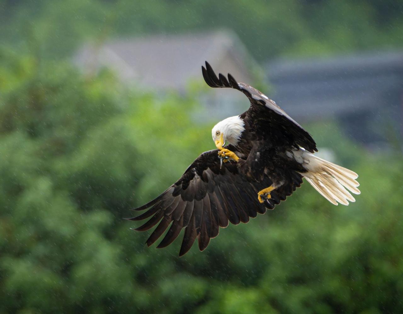 Birding Alaska, Bird Watching Alaska, Birding North America, Naturalist Journeys, Wildlife Tour, Wildlife Photography, Ecotourism, Specialty Birds, Endemic Birds, Birding Hotspot, Whale Watching