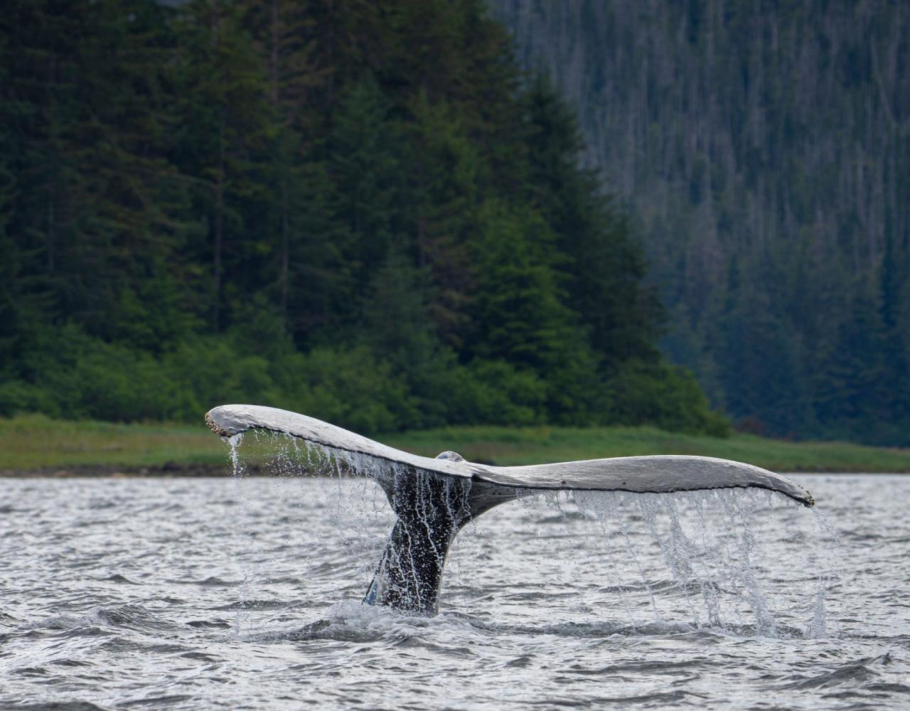 Birding Alaska, Bird Watching Alaska, Birding North America, Naturalist Journeys, Wildlife Tour, Wildlife Photography, Ecotourism, Specialty Birds, Endemic Birds, Birding Hotspot, Whale Watching