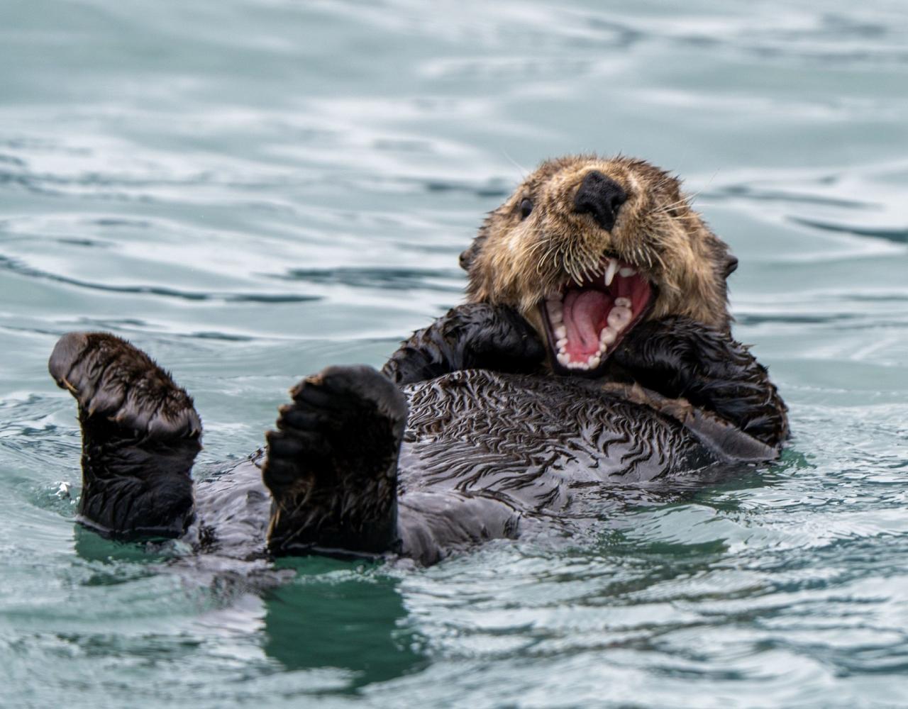 Birding Alaska, Bird Watching Alaska, Birding North America, Naturalist Journeys, Wildlife Tour, Wildlife Photography, Ecotourism, Specialty Birds, Endemic Birds, Birding Hotspot, Whale Watching