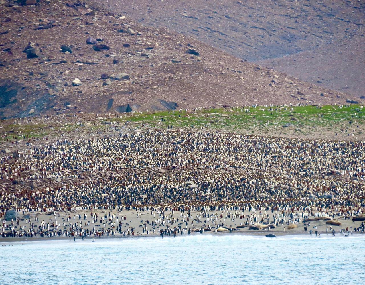 Birding Antarctica