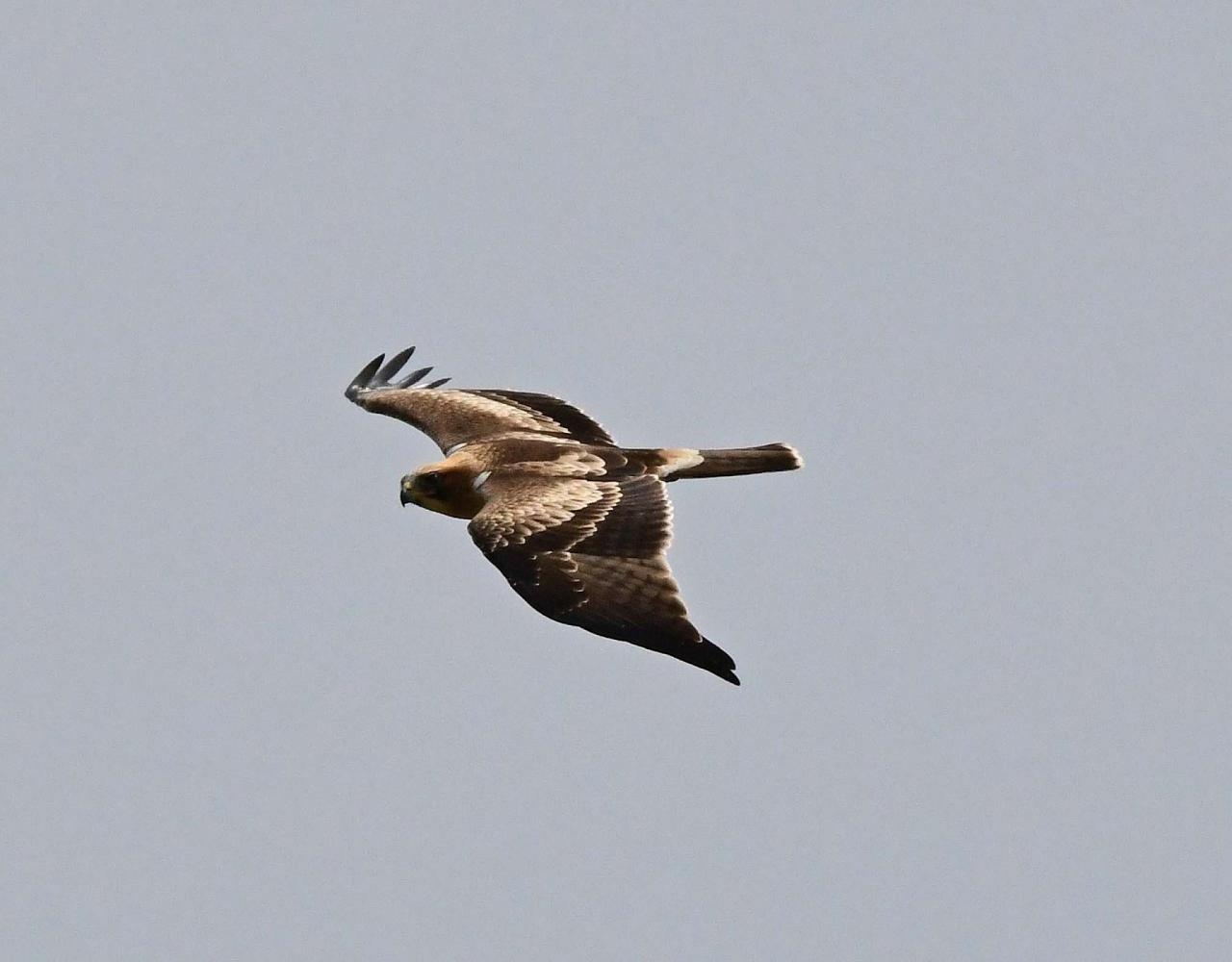 Birding Spain, Bird Watching Spain, European Birds, Naturalist Journeys, Wildlife Tour, Wildlife Photography, Ecotourism, Specialty Birds, Endemic Birds, Birding Hotspot