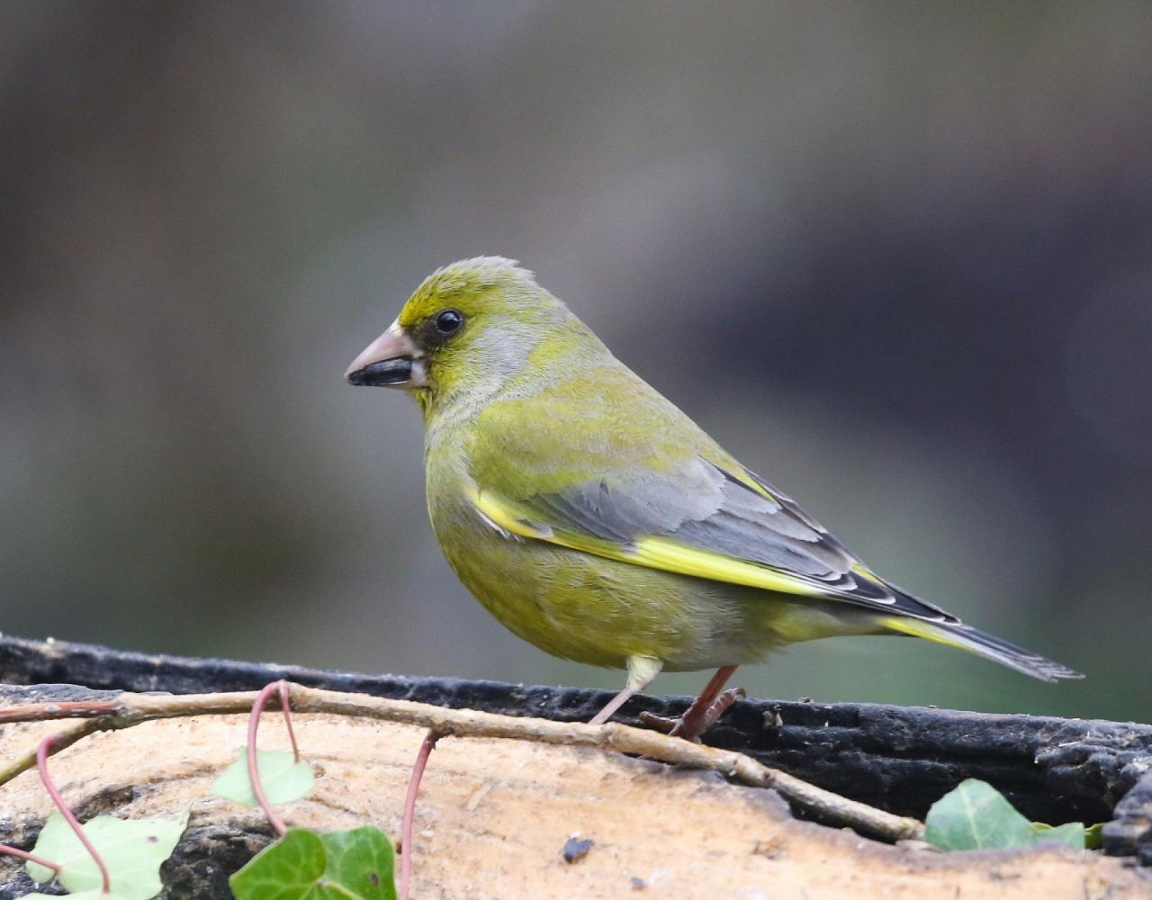 Birding Spain, Bird Watching Spain, European Birds, Naturalist Journeys, Wildlife Tour, Wildlife Photography, Ecotourism, Specialty Birds, Endemic Birds, Birding Hotspot