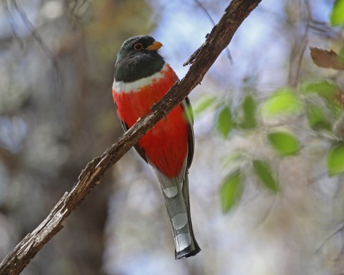 Coppery-tailed Trogon, Southeast Arizona, Arizona, Arizona Nature Tour, Arizona Birding Tour, Naturalist Journeys