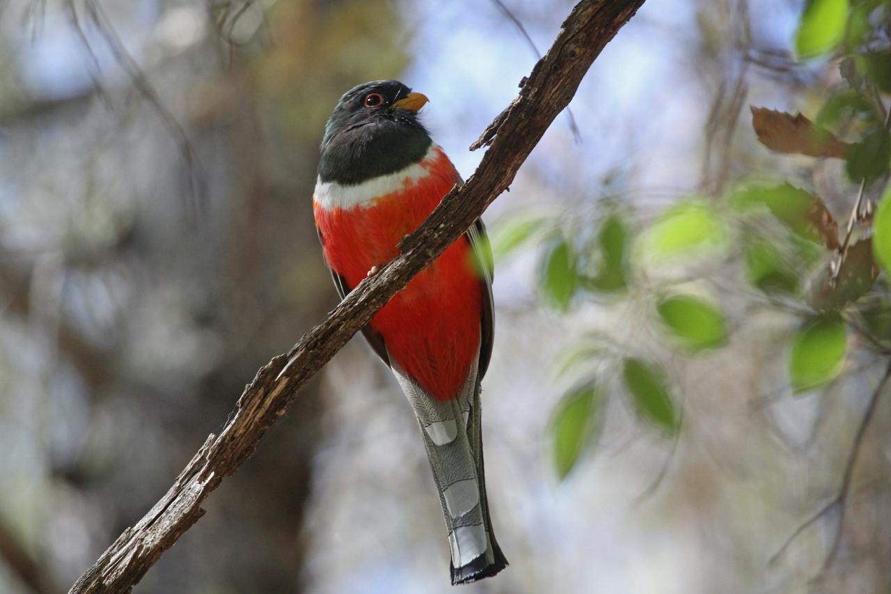 Coppery-tailed Trogon, Southeast Arizona, Arizona, Arizona Nature Tour, Arizona Birding Tour, Naturalist Journeys