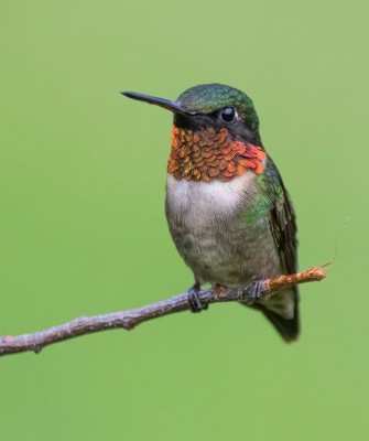 Ruby-throated Hummingbird, Birding Belize, Bird Watching Belize, Bird Watching Central America, Neotropical Birds, Naturalist Journeys, Wildlife Tour, Wildlife Photography, Ecotourism, Specialty Birds, Endemic Birds, Birding Hotspot, Lamanai 