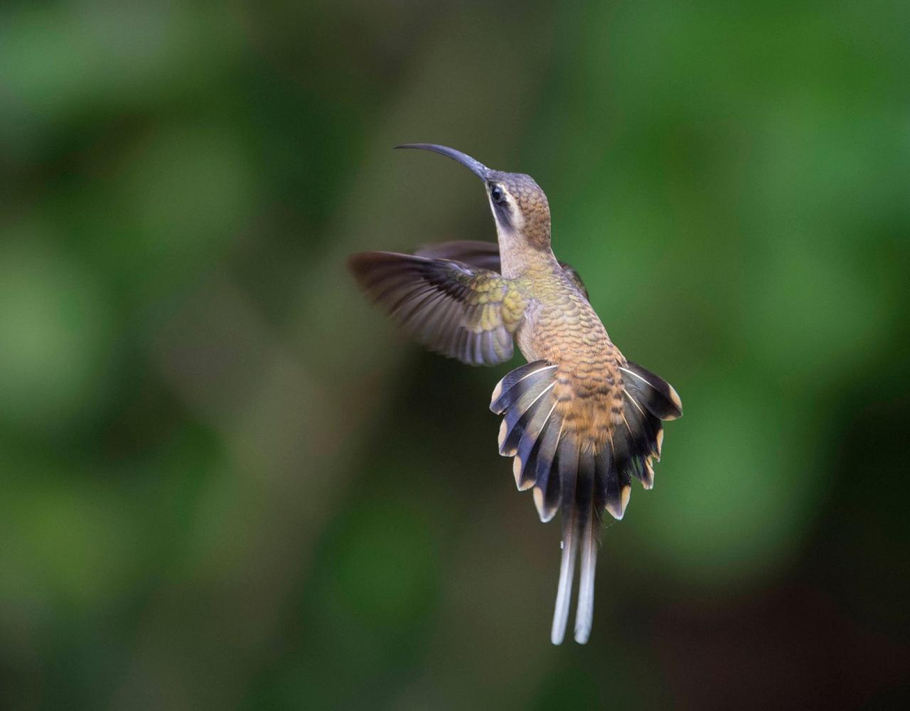 Birding Costa Rica, Costa Rica Nature, Central America, Bird watching Costa Rica, Neotropical Birds, Naturalist Journeys, Wildlife Tour, Wildlife Photography, Ecotourism, Specialty Birds, Birding Hotspot