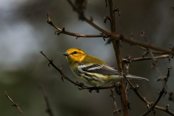 Black-throated Green Warbler, Maine, Maine Birding Tour, Maine Nature Tour, Acadia National Park, Acadia National Park Tour, Naturalist Journeys