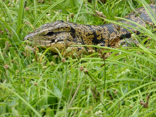 Golden Tegu Lizard, Asa Wright Nature Centre, Trinidad, Trinidad Birding Tour, Trinidad Nature Tour, Naturalist Journeys