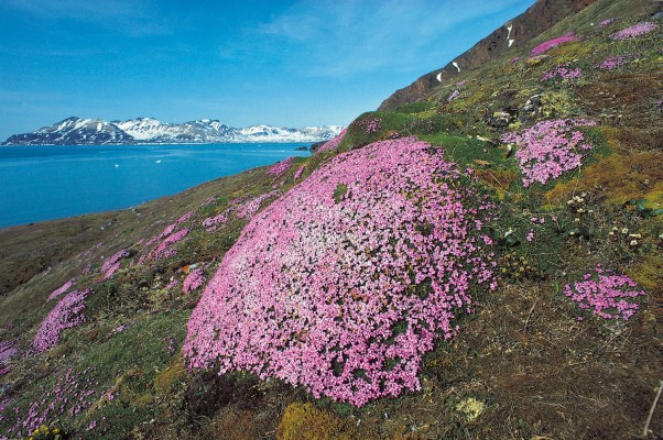 Svalbard, Spitsbergen, Svalbard Birding Cruise, Svalbard Nature Cruise, Naturalist Journeys