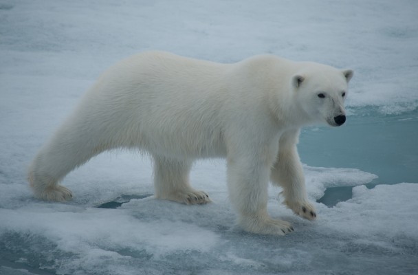 Svalbard, Spitsbergen, Svalbard Birding Cruise, Svalbard Nature Cruise, Naturalist Journeys