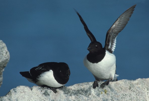 Svalbard, Spitsbergen, Svalbard Birding Cruise, Svalbard Nature Cruise, Naturalist Journeys