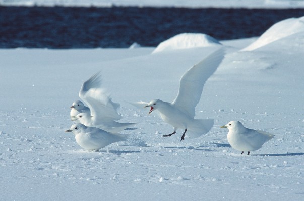 Svalbard, Spitsbergen, Svalbard Birding Cruise, Svalbard Nature Cruise, Naturalist Journeys