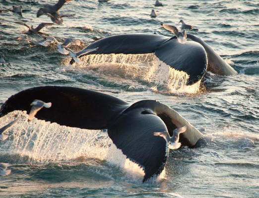 Svalbard, Spitsbergen, Svalbard Birding Cruise, Svalbard Nature Cruise, Naturalist Journeys