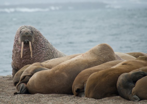 Svalbard, Spitsbergen, Svalbard Birding Cruise, Svalbard Nature Cruise, Naturalist Journeys