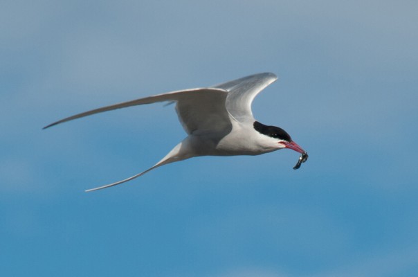 Svalbard, Spitsbergen, Svalbard Birding Cruise, Svalbard Nature Cruise, Naturalist Journeys