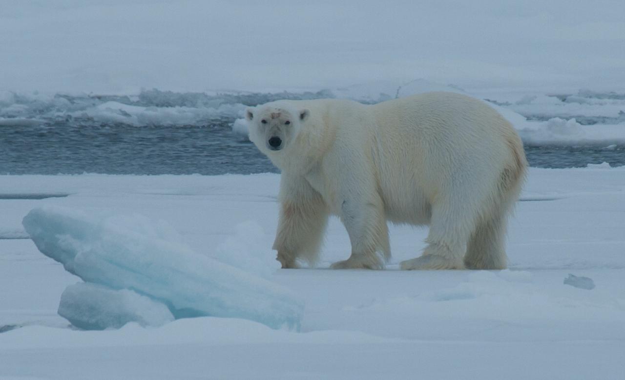 Svalbard, Spitsbergen, Svalbard Birding Cruise, Svalbard Nature Cruise, Naturalist Journeys