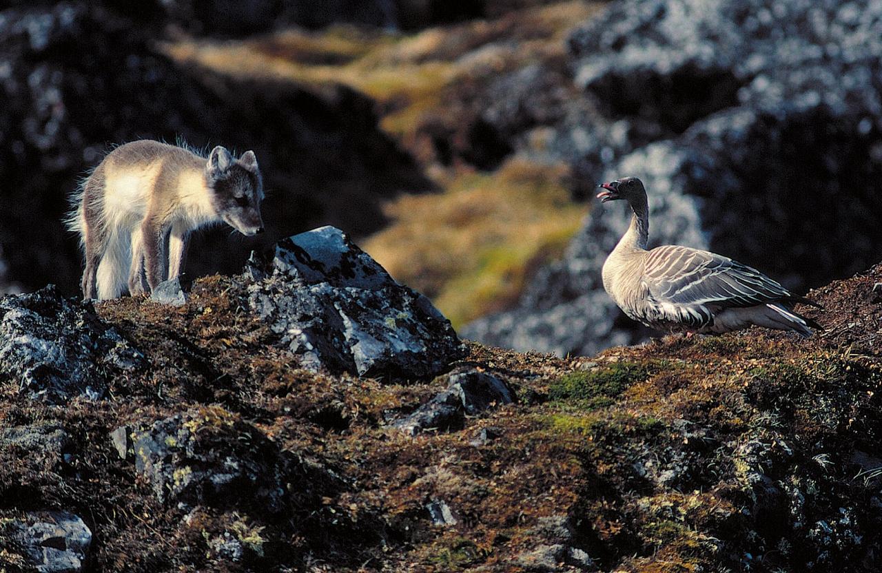 Svalbard, Spitsbergen, Svalbard Birding Cruise, Svalbard Nature Cruise, Naturalist Journeys