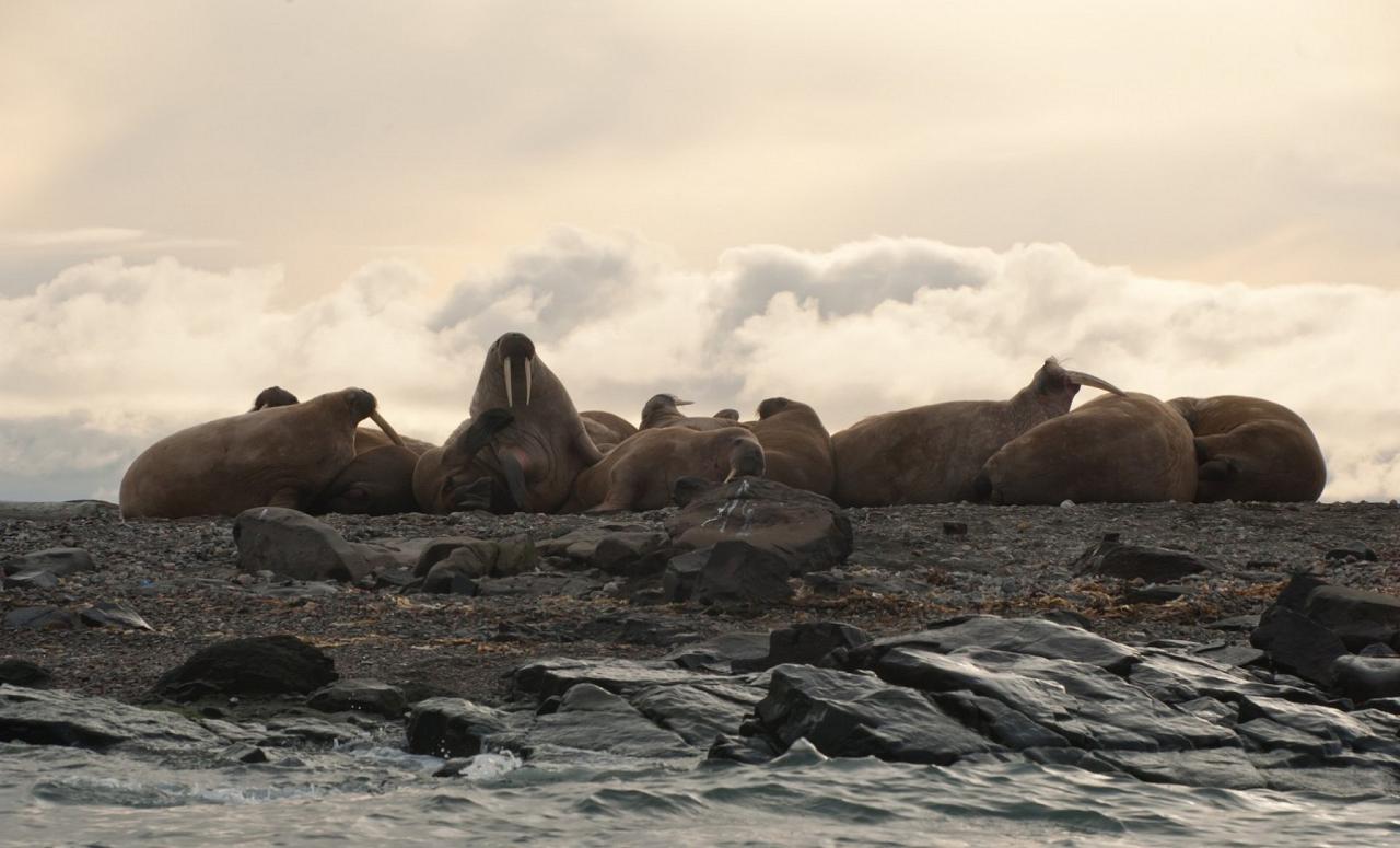 Svalbard, Spitsbergen, Svalbard Birding Cruise, Svalbard Nature Cruise, Naturalist Journeys