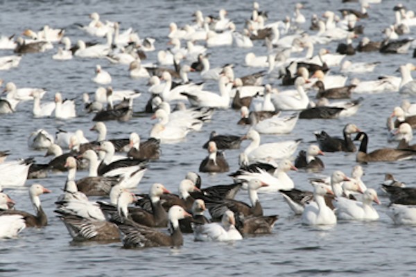 Snow Goose, California, California Birding Tour, California Wildlife Tour, California Nature Tour | Naturalist Journeys