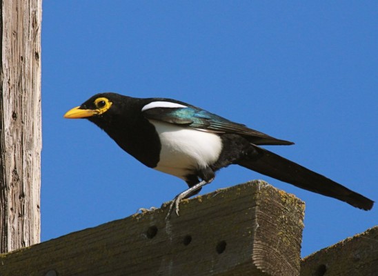 Yellow-billed Magpie, California, California Birding Tour, California Wildlife Tour, California Nature Tour | Naturalist Journeys