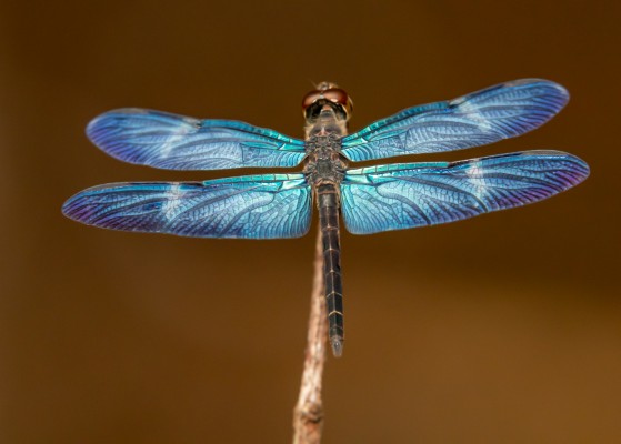 Amazon Sapphirewing, Dragonfly, Trinidad, Dragonfly Nature Tour, Trinidad Entomology Tour, Naturalist Journeys
