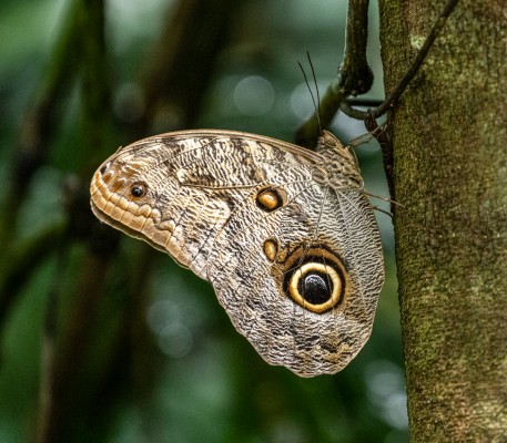 Dark Owl Butterfly, Dragonfly, Trinidad, Dragonfly Nature Tour, Trinidad Entomology Tour, Naturalist Journeys