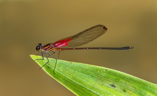 Raquet-tipped Rubyspot, Dragonfly, Trinidad, Dragonfly Nature Tour, Trinidad Entomology Tour, Naturalist Journeys