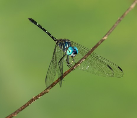 Blue-eyed Setwing, Dragonfly, Trinidad, Dragonfly Nature Tour, Trinidad Entomology Tour, Naturalist Journeys